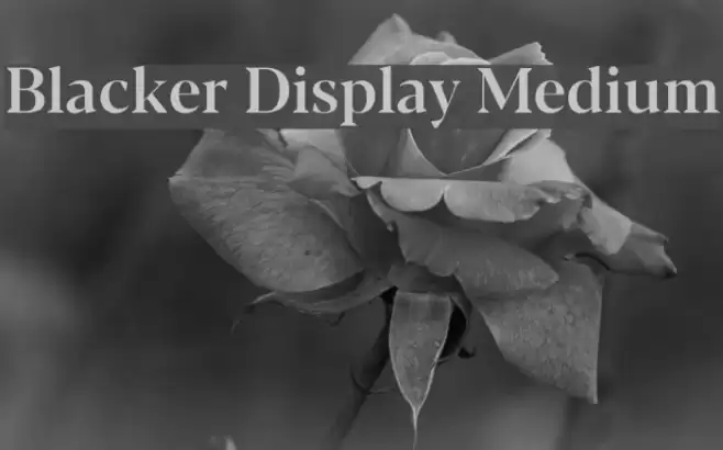 Blacker Display Medium Font examples