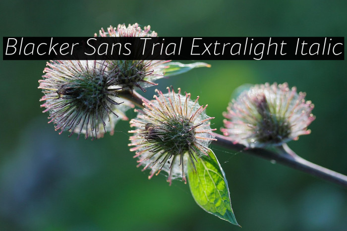 Blacker Sans Trial Extralight Italic Example 3