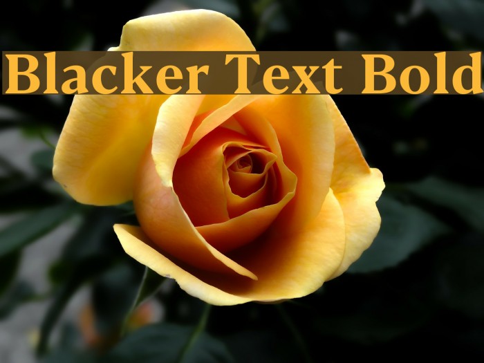Blacker Text Bold Font examples
