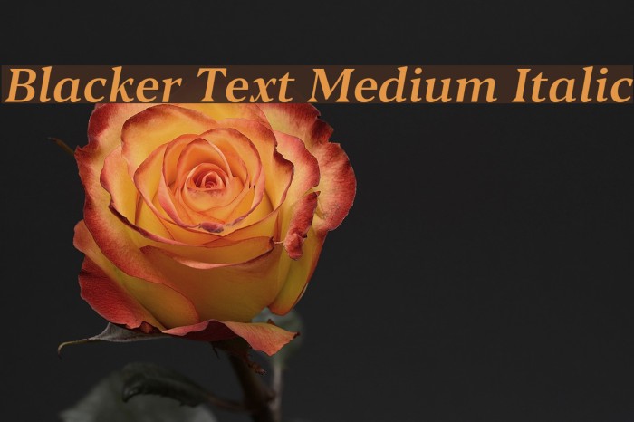 Blacker Text Medium Italic Font examples