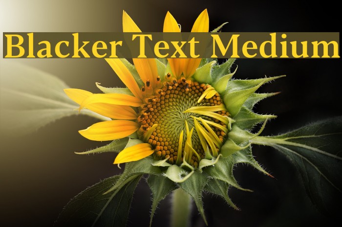 Blacker Text Medium Font examples