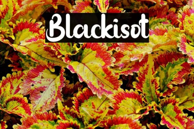 Blackisot Example 1