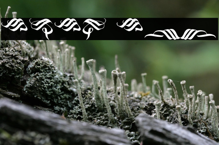 Blackland Ornament Example 3