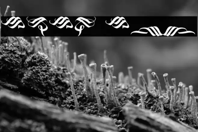 Blackland Ornament Font examples