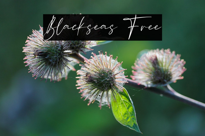 Blackseas Free Example 1