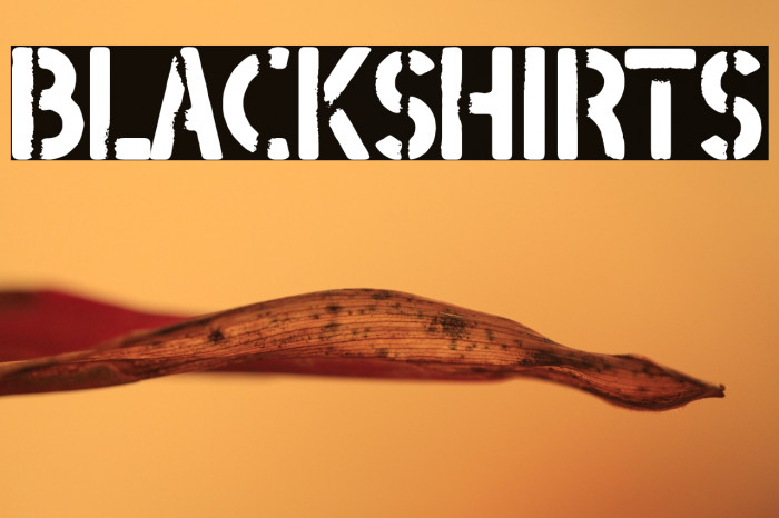 Blackshirts Example 1