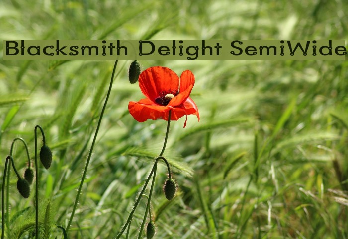 Blacksmith Delight SemiWide フォント examples