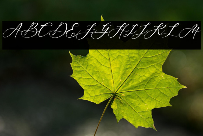 Blackthise Example 1