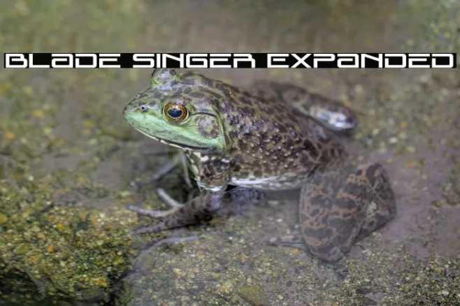 Blade Singer Expanded Example 1