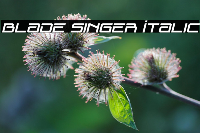 Blade Singer Italic Example 1