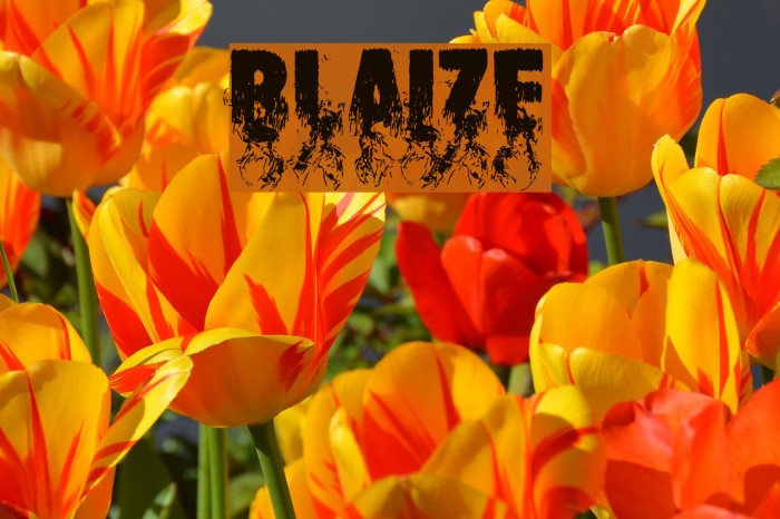 Blaize Font examples