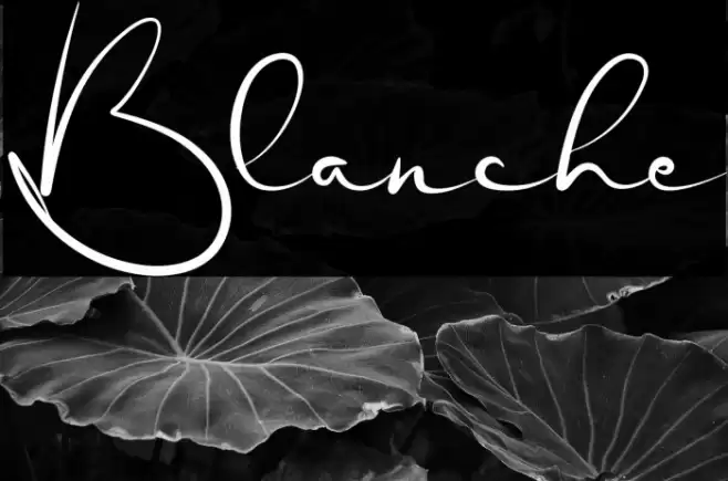 Blanche Font examples