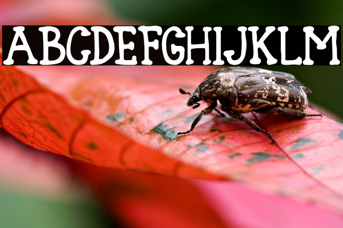 Blank Type Nol Example 2