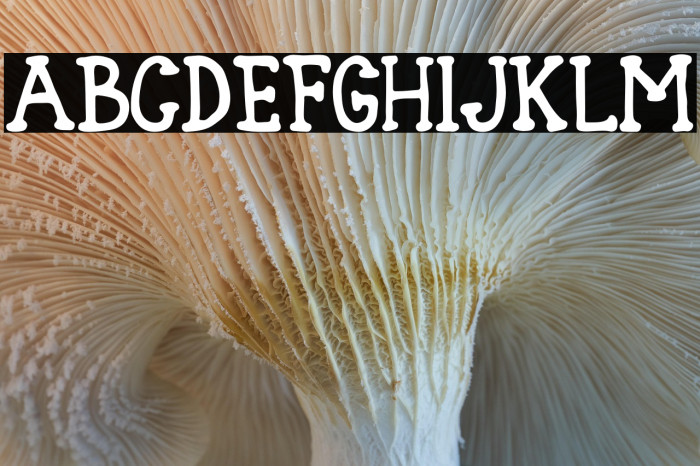 Blank Type Nol Example 3