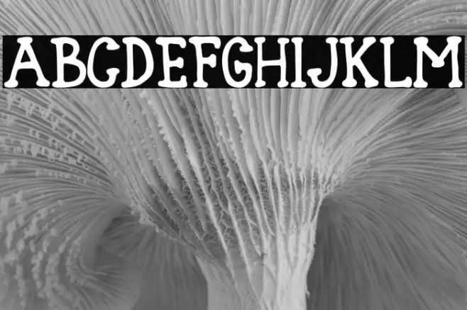 Blank Type Nol Font examples