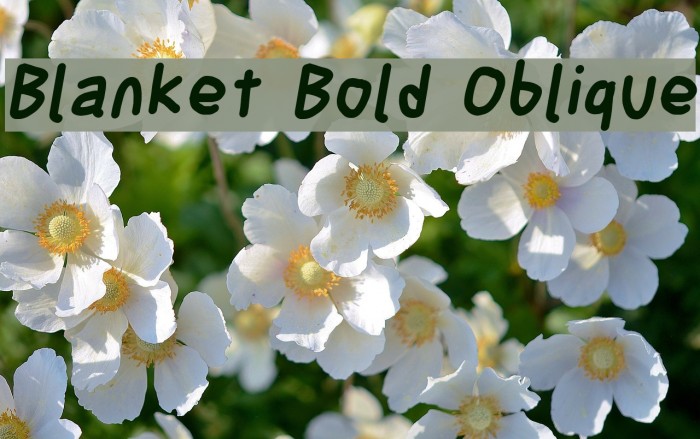 Blanket Bold Oblique Font examples