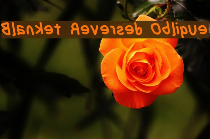 Blanket Reversed Oblique Font examples