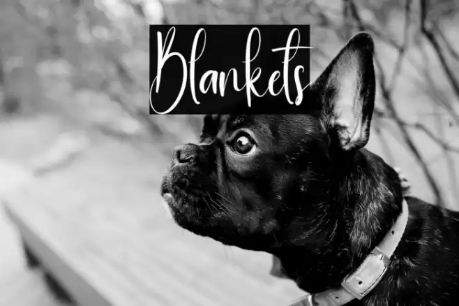 Blankets フォント examples