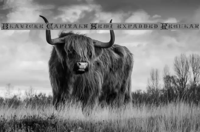 Blavicke Capitals Semi-expanded Regular خط examples
