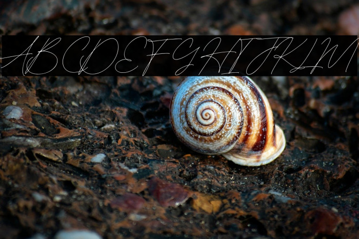 BleachedMagenta-Regular Example 2