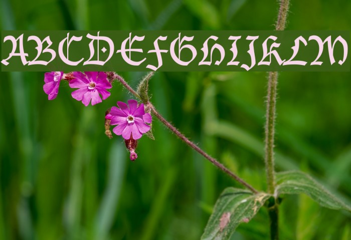 Blecklet Font examples
