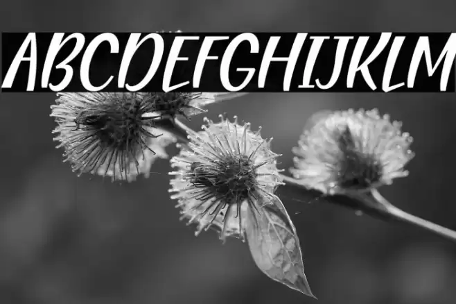 Blending Attraction Italic フォント examples