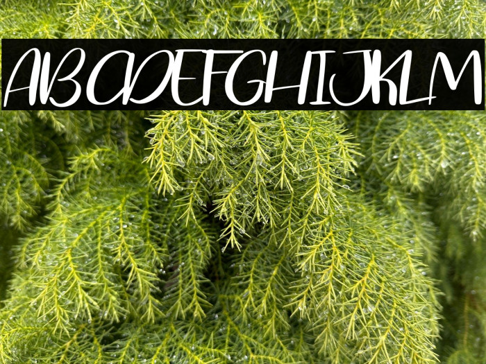 Blessing Splash Example 1