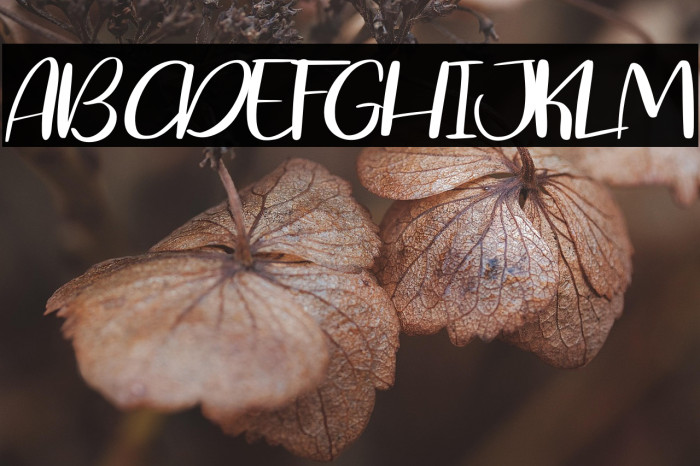 Blessing Splash Example 3