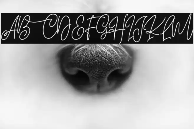 Blissful Christmas خط examples