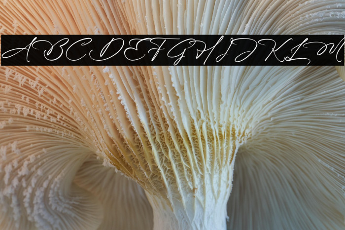 Blissfuly Magnotia DEMO VERSION Example 2