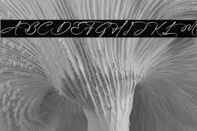 Blissfuly Magnotia DEMO VERSION Font examples