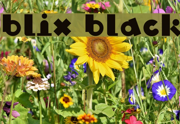 Blix Black Font examples