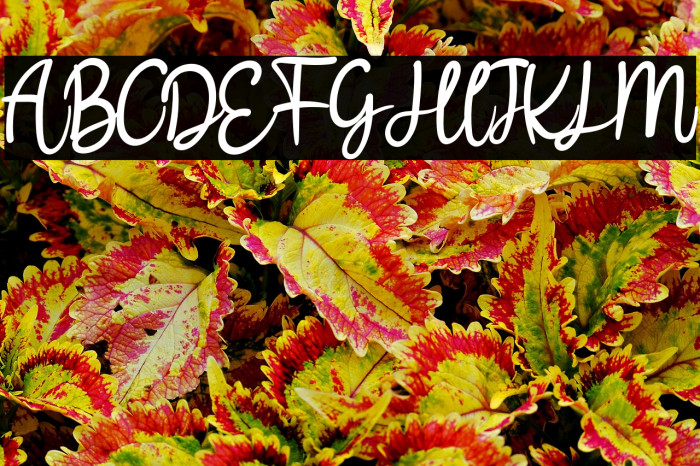 Bllodir Smart Example 2