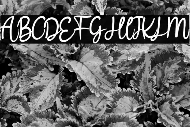 Bllodir Smart Font examples