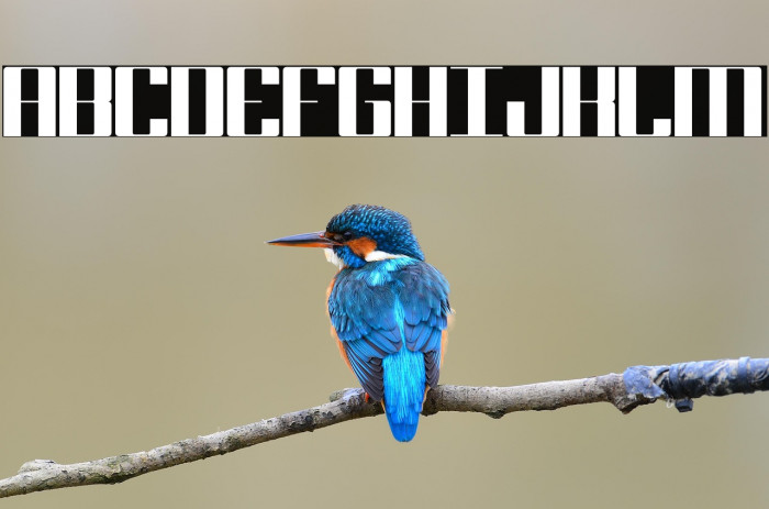 Block 17 Bold Example 2