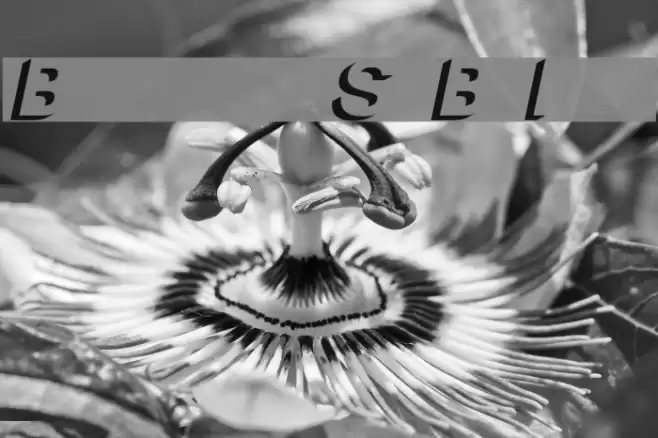 Block Shadow Bold Italic Font examples