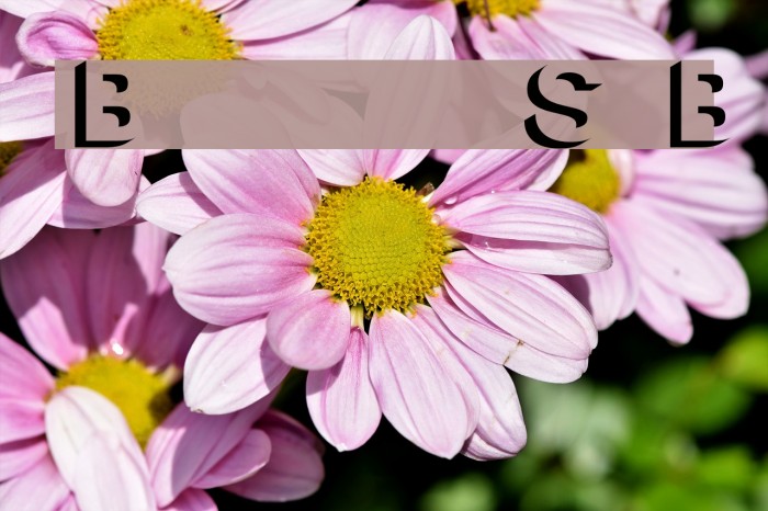 Block Shadow Bold Font examples