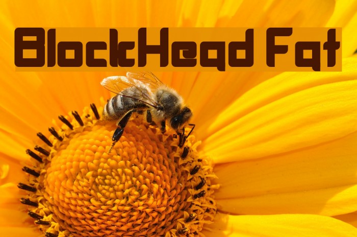 BlockHead Fat Font examples