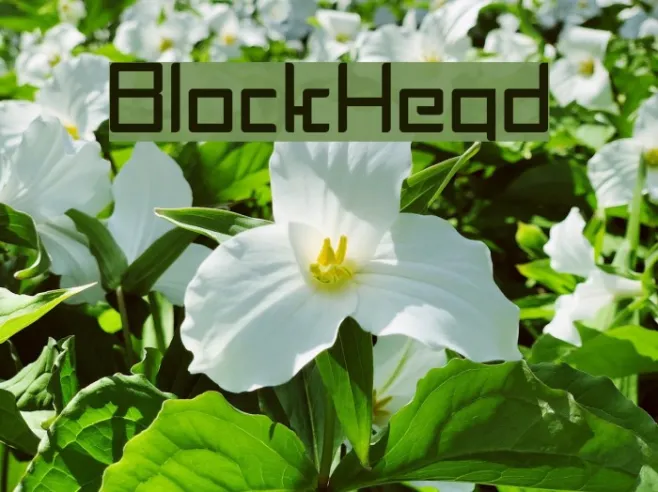 BlockHead Example 1
