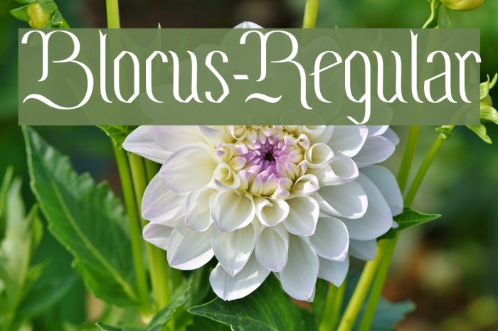 Blocus-Regular Font examples
