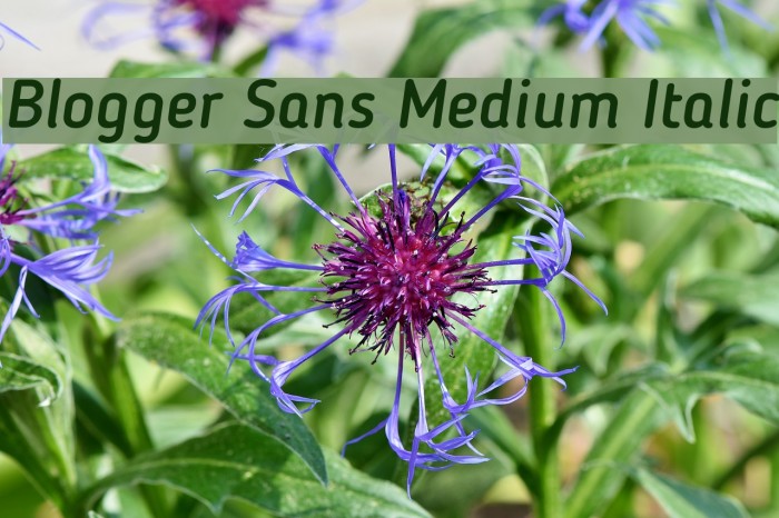 Blogger Sans Medium Italic Font examples