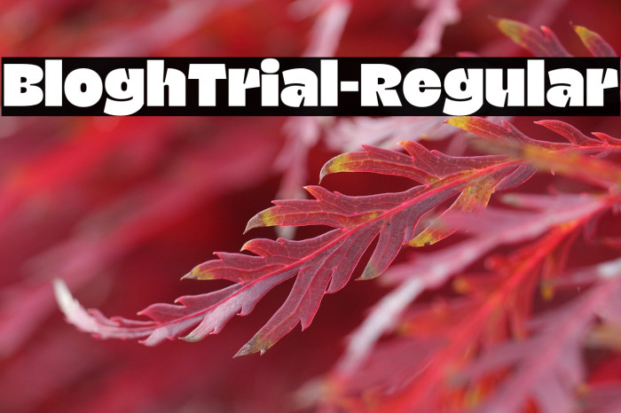 BloghTrial-Regular Example 3