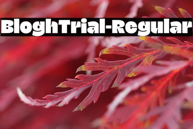 BloghTrial-Regular Example 3