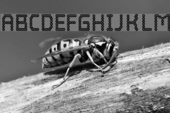 Blokada Font examples