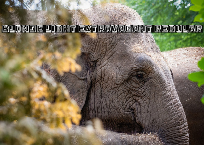 Blonde Light Extravagant Regular Example 1