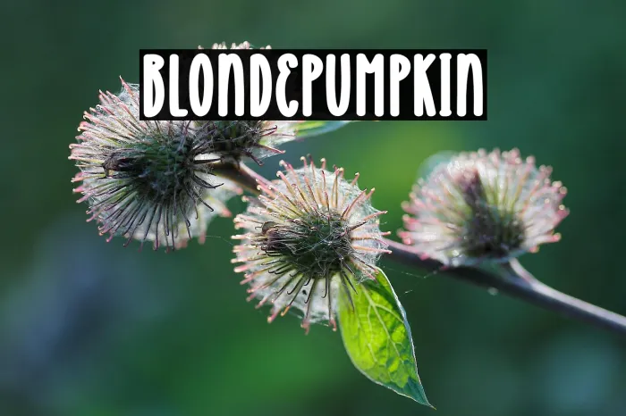Blonde Pumpkin Example 1
