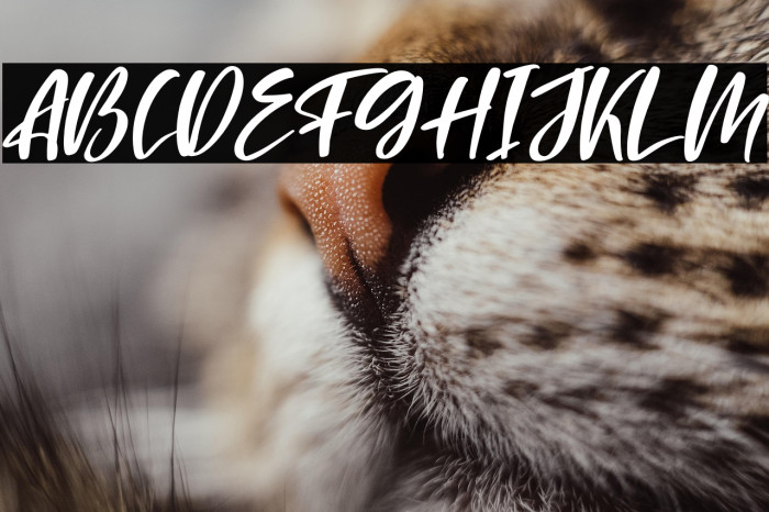 Blondeta Italic Example 1