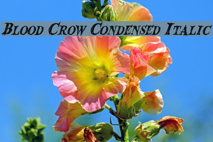 Blood Crow Condensed Italic Font examples