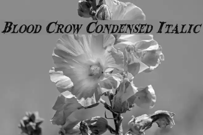 Blood Crow Condensed Italic Fuentes examples