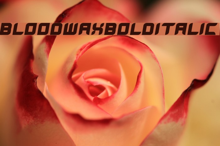 BloodWaxBoldItalic Font examples